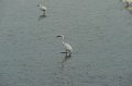 30.9.2012 Saline di Priolo (164)